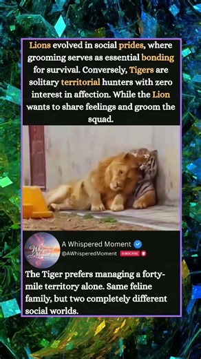 WHY LIONS GROOM AND TIGERS FIGHT