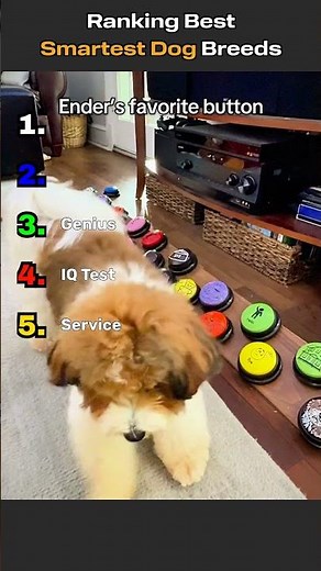 Ranking Smartest Dog Breeds 🐶