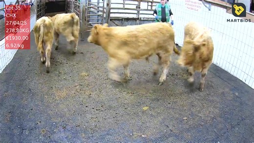 Ennis Mart Tuesday November 4th, 2025 Just short of 900 on offer today. Quality getting a bit more variable across the board. We had 40 organic stock for sale today and these met strong demand with most of these being weanlings. The main buyers in this section were organic farmers. In-calf lots of sucklers made to €4,260, with pairs making to €3,700. The quality affected the average prices today as bulls were back 10c/kg with the exception of bulls between 300-400kgs. Top quality lots still held