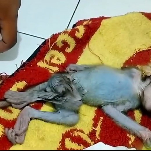 Thanks for Good Make Help small Baby Monkey Life | Monkey kaka family