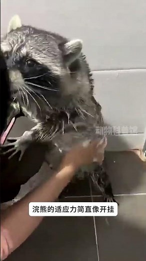 浣熊大隊長的野外生活：聰明生存術與不為人知的秘密 #動物科普 #浣熊 #野外求生 #生態觀察