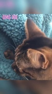 462K views · 10K reactions | Cat’s tongue is really interesting藍藍#usa #cat #funny #pet #catsofti... | Pets Planet | Facebook