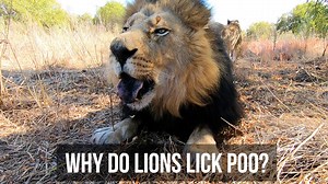 Why Do LIONS Lick Poop?
