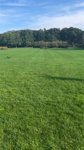 Were you able to make it to TRC’s annual Raptor Release on Saturday at Carpenter Nature Center? This juvenile broad-winged hawk (BWHA), known to us as patient 25-970, was the second of four birds released at the event. He arrived at TRC’s raptor hospital on Sept. 1 from North St. Paul after colliding with a window. (A common cause of injury. Please consider applying window clings!) He suffered a hemorrhage in the right eye, a fractured keel (the bony ridge on the sternum that anchors the bird’s 