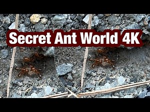The Secret Life of Ants — Nature’s Most Mysterious Nation | 4K