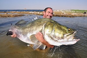 Nile perch - Alchetron, The Free Social Encyclopedia