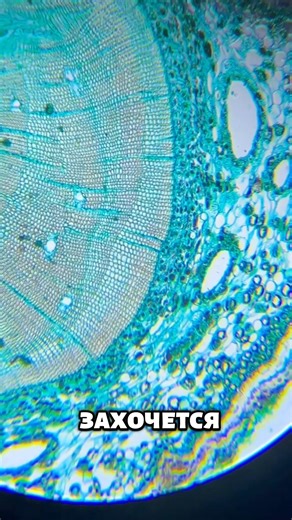 The best microscope for a child #microscope #microworld #foureyes