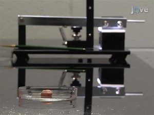 Non-Laser Capture Microscopy Approach for the Microdissection of Discrete Mouse Brain Regions for Total RNA Isolation and Downstream Next-Generation Sequencing and Gene Expression Profiling  |