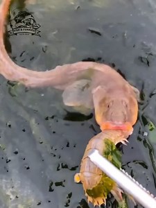 Impressive and skillful seafood catches showing the beauty of ocean work in action! #fishermen #oceanlife #fishingskills #viralfishing #boatlife | Fish & Funnies