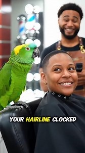 A customer proudly asks a parrot what he thinks of her new haircut… and instantly regrets it. In a trendy modern barbershop, a Yellow-naped Amazon parrot delivers a brutal roast: “Girl, it looks unfinished… your hairline clocked out.” The customer cracks up. The barber collapses laughing. And the parrot? Completely unbothered — 100% confident. Shot in 8K with perfect talking-bird beak sync, this hilarious UGC moment is guaranteed to make your day. Tag someone whose haircut would get roasted too!