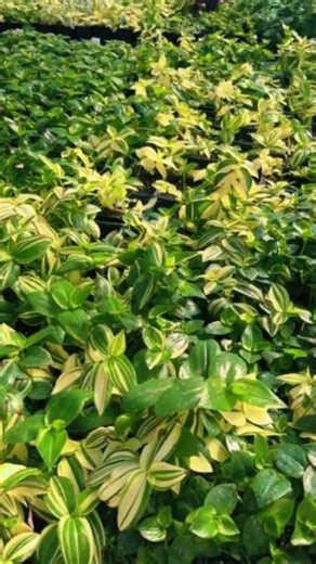 The SFCC Horticulture Club's Spring Sale starts April 29! The greenhouse at the Potter-Ewing Agriculture Building will be open from 9 a.m. - 4p.m. Join us in bringing the outside in!💮 | State Fair Community College