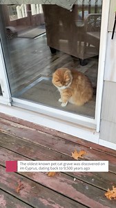 6.5K views · 457 reactions | Good morning everyone! Here are some cute cats to make you smile and put you in the Christmas spirit (since I've added Christmas music! ) | Cute Cat videos | Facebook