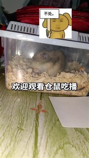 #小仓鼠 #仓鼠 #养鼠日常分享