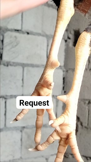 Tutorial | Cortes Tutorial Vlogs