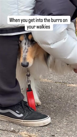 14K views · 199 reactions | The mortal enemy of any collie parent. Toph is a very unbothered by bringing home a whole selection of burrs. Fortunately, she's become very compliant with the de-burr process! #burr #toph #avatarthelastairbender #collie #roughcollie #roughcolliesofinstagram #lassie #bluemerle | RoughCollie Dog Lovers | Facebook
