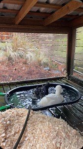 Fresh pool day for the girls 😃 | Dusty and Otter Duck