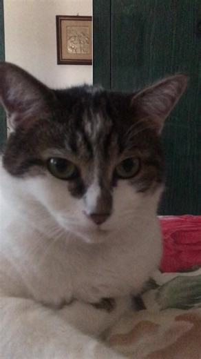 Video di claraiovino (@claraiovink) con suono originale - HotDog Golden Retriever