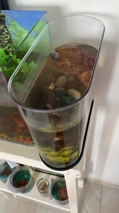 Betta que ama su hoja: por qué la mueve y cómo ayudarlo