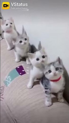 Os gatinhos dançando Tik Tok