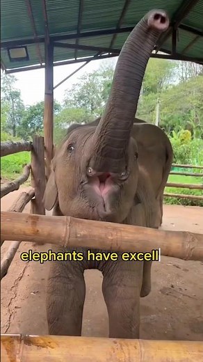Amazing Elephant Facts 🦣 #ElephantFacts #AmazingAnimals #Wildlife #NatureFacts #Elephant #Animals