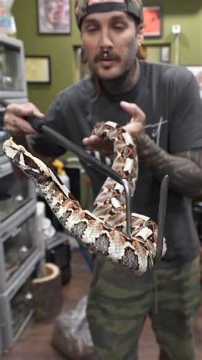 Tyler Nolan on Instagram: "My MOST VENOMOUS Snake! Make sure you slide over to the tube and get my latest vidyaaaaa 💥 Happy Sunday yall🙏🏼"