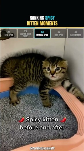 Ranking SPICY Kitten Moments 🌶️😾 (#1 has no manners) #shorts