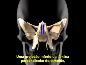 Ossos do Crânio e da Face (Legendado em Português)