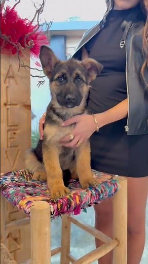 Vi presentiamo un bellissimo cucciolo di pastore tedesco #germanshepherd #adorabile #puppy #pets