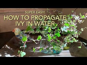 How To Root Ivy In Water - Super Easy!