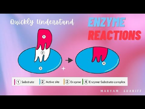 Factors Affecting Enzymes: Temperature, pH, Substrate Concentration, Inhibitors I KCSE Biology