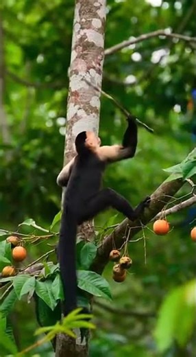 Capuchin Intelligence: Monkey Uses Tools Against Macaws
