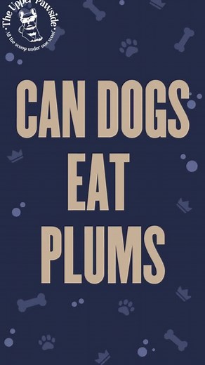 Can dogs eat Plums? Read this article to find out the truth about plums.