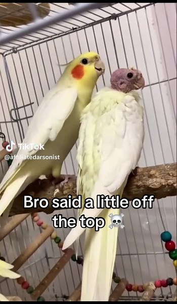 Funny Bill Collector Meme Highlights 2022