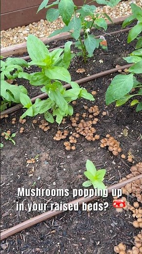 Mushrooms in Your Garden? GOOD or BAD 🍄