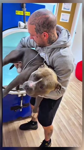 Caring for Your Dog Like a Baby