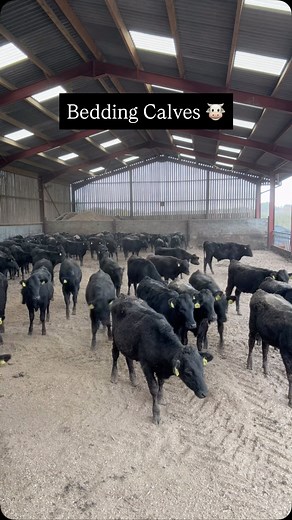 1.4M views · 27K reactions | Cleaning out and bedding calves today. These cattle are 7/8 months old  #fyp #farminguk #farming #farminglife #fypシ #farm #scottishfarming #familybusiness #cowsofinstagram #wagyu | Gaindykehead Farm | Facebook