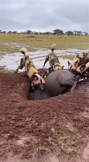 African Wild Dog Attack! #wildlife #nature #wilddogs #safari #survival