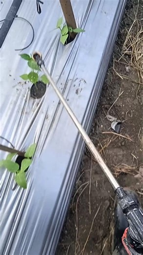 Pest and Disease Control Spraying on Crops‼️#trending #farming #agrikultur #gardening #pestcontrol