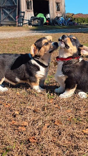 Corgi puppies from the Amish to a fatmlife 👨‍🌾🐶🚜 #CorgiPuppy #AmishCountrv #FarmLife #DogLovers #fypppppppppppppppppppppppppppppppppppppppppppppppppppppppppppppppppppppp #intagramreels #fbreelsfypシ゚viralvideo | Kelvin Antonio Vinces