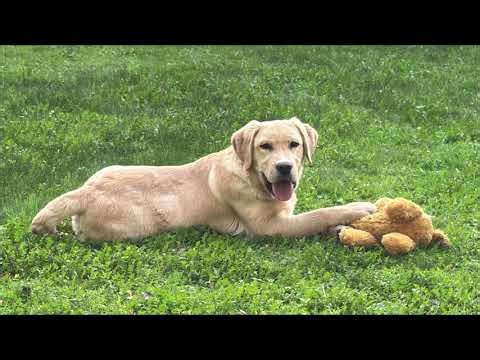 Shotsie & Gunner English Labrador pups at 6 months