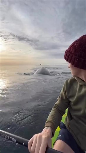 Explore the underwater world and meet its most magnificent creatures. #DiscoverWhalesAndWonders #WhaleWatching #OceanWonders #MarineLife #WhaleAdventures #UnderwaterWonders #WhaleDiscovery #SeaLifeExploration #WhaleMagic #OceanExplorers #WhaleLovers #MarineExploration #OceanicWonders #WhaleTales #DiscoverTheDeep #SeaCreatures #WhaleEncounters #OceanDiscoveries #MarineBiodiversity #WhaleJourney #ExploreTheOceans #WhaleResearch #MarineWonders #WhaleSighting #OceanExpedition #WhaleConservation #Exp