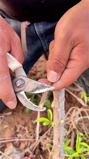 Grafting Tutorial | Injerto Guía | 接ぎ木ガイド | 접목 가이드 #fruittrees #garden #farming