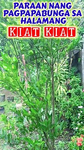 4.3K views · 107 reactions | Paraan ng pagpapabunga ng Kiat kiat #KabayangManny #Kiatkiat #KiatKiatTree #CalamondinFruits #FruitBearingTips #HomeGarden #CitrusTrees #FruitfulHarvest #GardeningTips #FruitGrowing #FruitfulGarden #CitrusCare #GrowYourOwn #GreenThumb #HomeOrchard #FruitTreeCare #GardenSuccess #FruitfulBackyard #GardenHarvest #CitrusFruits #FruitGardening #HomeFruitTree | Kabayang Manny | Facebook
