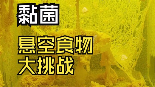 无脑的单细胞黏菌——悬空食物大挑战