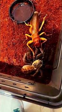 Camel Spider Vs Cockroach | Epic Insect Battle! | Bug Wars, Ant Fights & Predator Showdowns 🦗🔥