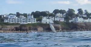 Breathtaking footage of jumping dolphins off Devon coast