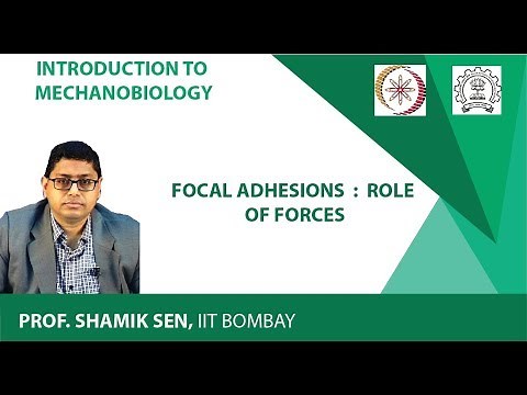 Focal Adhesions : Role of Forces