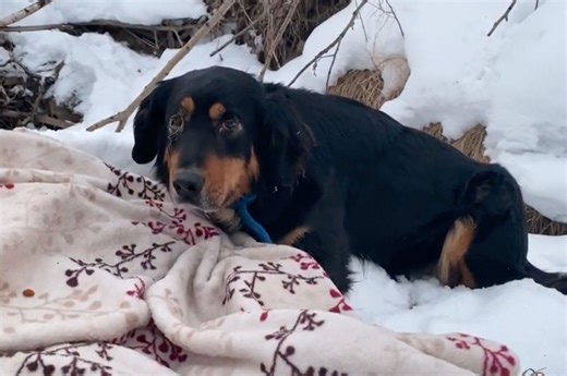 Dog runs off into deep snow on walk and refuses to return, owner finds pet saving another pup