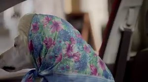 265K views · 5.5K reactions | Mrs. Barkley tries out a new look. Mr. Barkley tries to keep a straight face. | Subaru of America, Inc. | Facebook