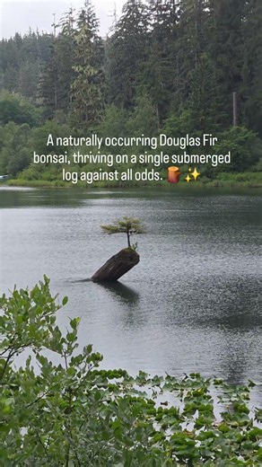 BC's Most Unusual Hidden Tree! (Fairy Lake Bonsai) #Shorts